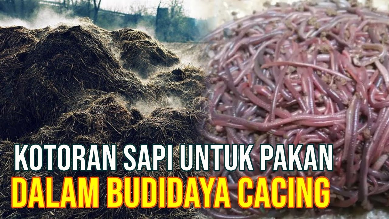 
                                 Hasil-Panen-Budidaya-Cacing-Dari-Kotoran-Ternak-Sapi